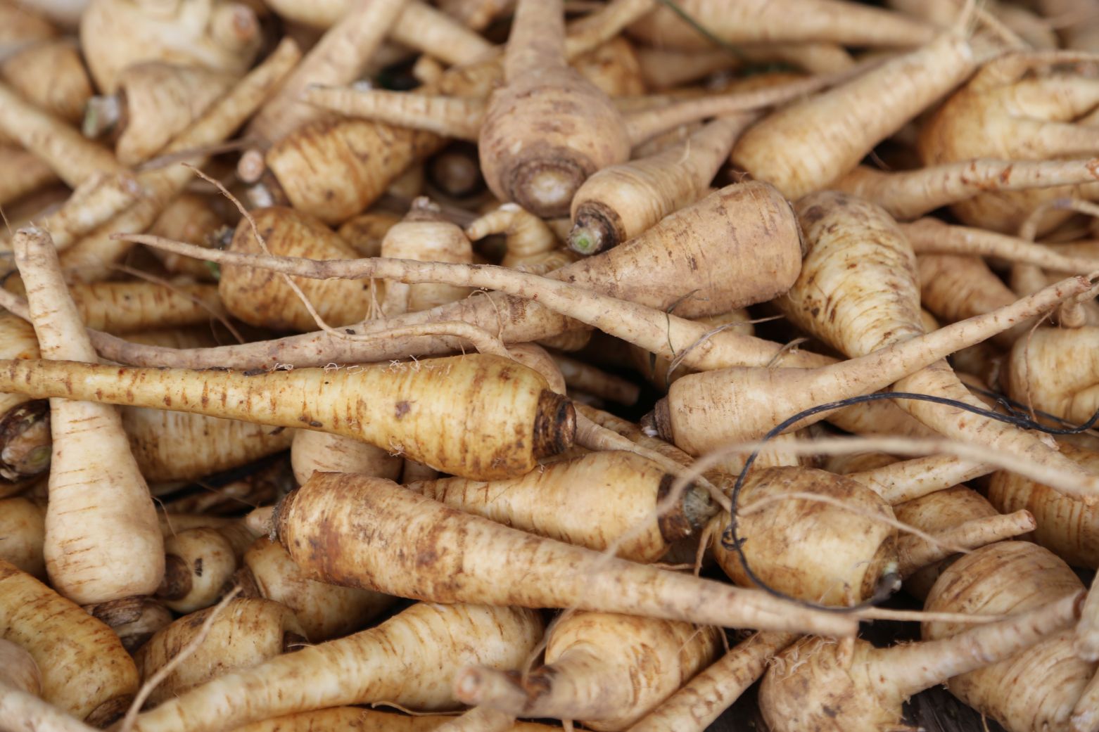 Parsnips from local farmers market